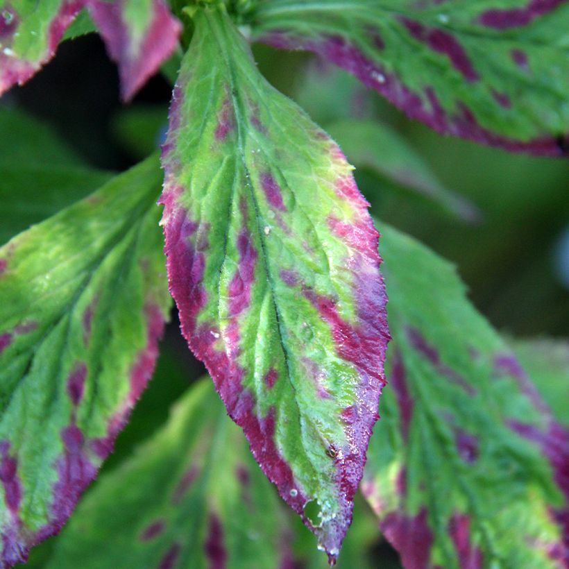 Lobelia siphilitica - Lobélie (Foliage)