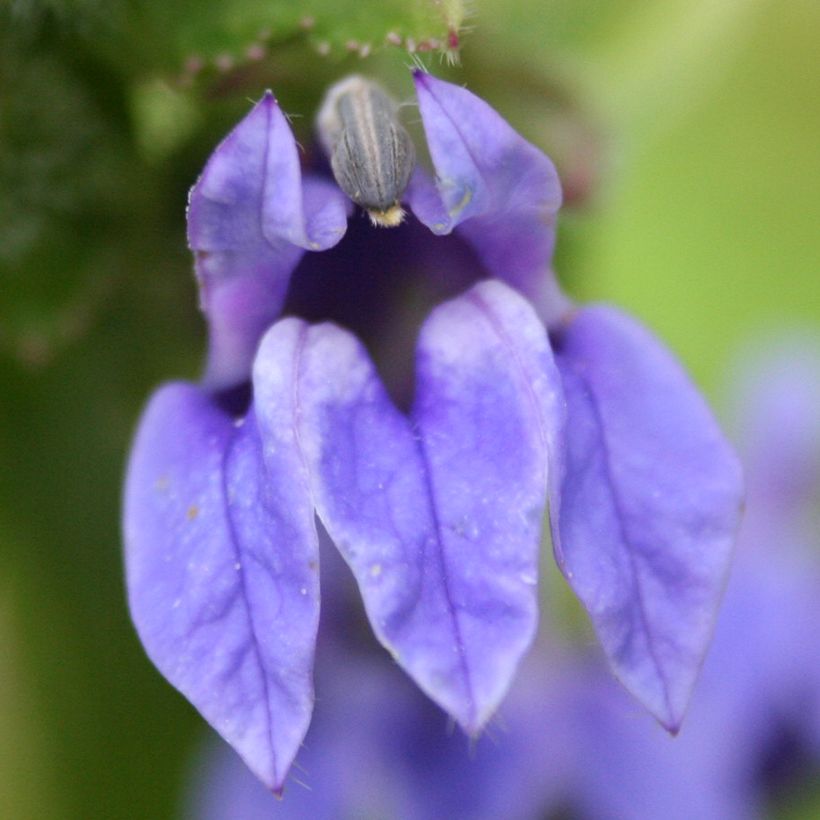 Lobelia siphilitica - Lobélie (Flowering)