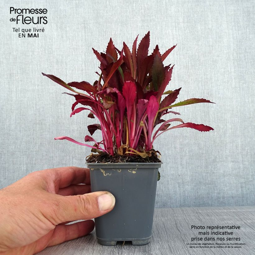 Spécimen de Lobelia speciosa Fan Salmon - Lobélie Godet de 8/9 cm tel que livré au printemps