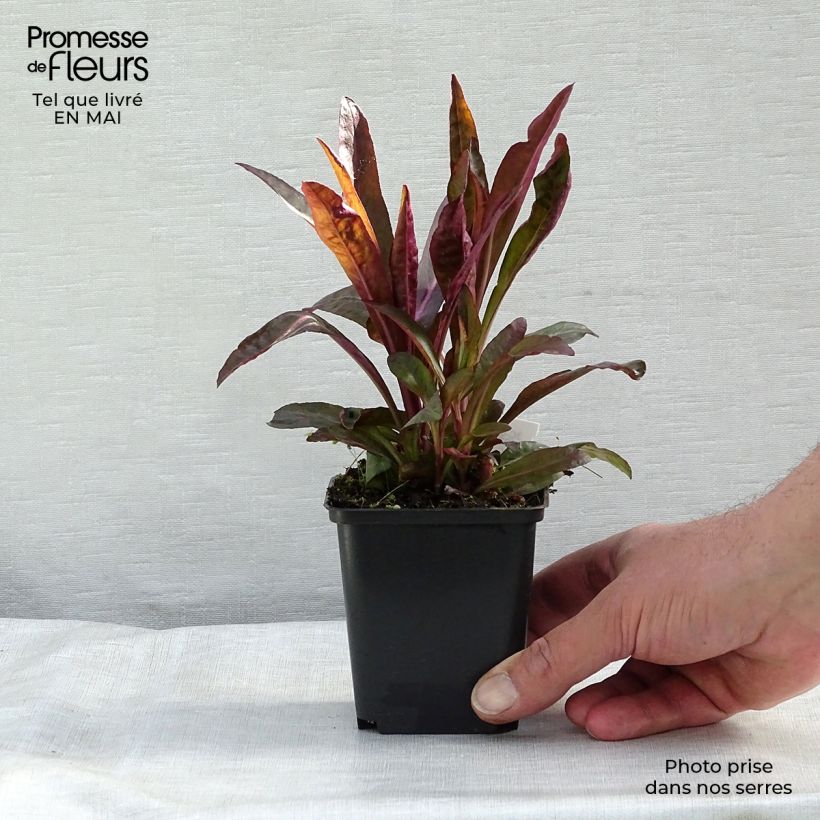 Spécimen de Lobelia speciosa Russian Princess - Lobélie hybride Godet de 8/9 cm tel que livré au printemps