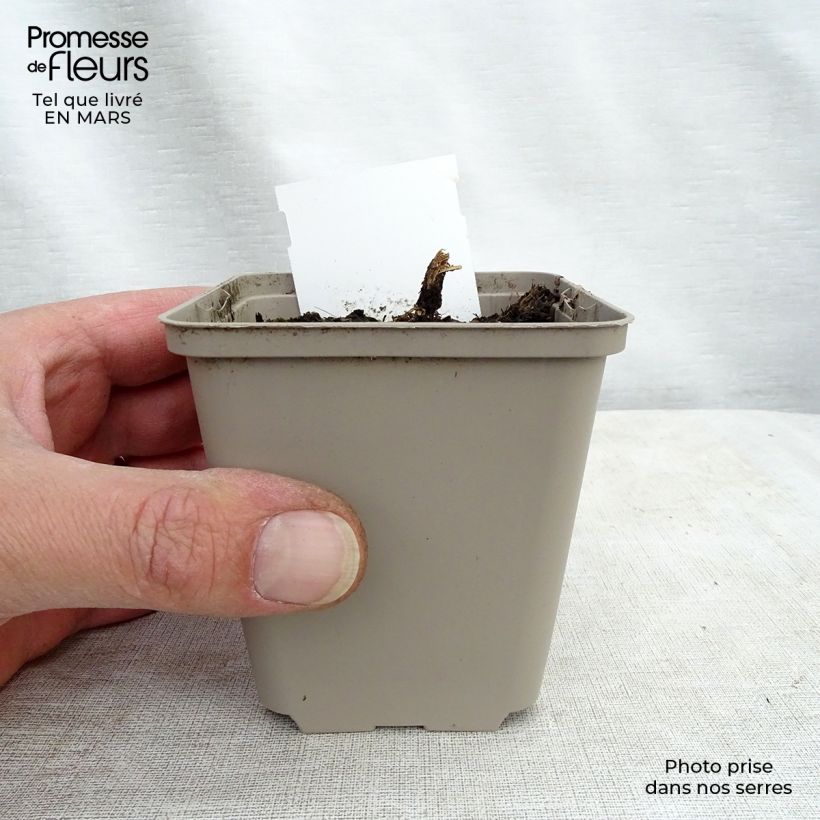 Example of Lobelia speciosa Tania Godet de 7/8 cm as you get in printemps