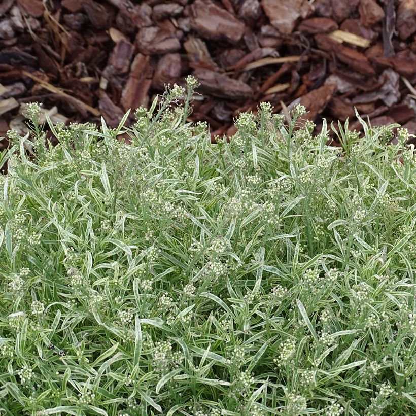 Lobularia Primavera Princess - Alysse odorant (Feuillage)