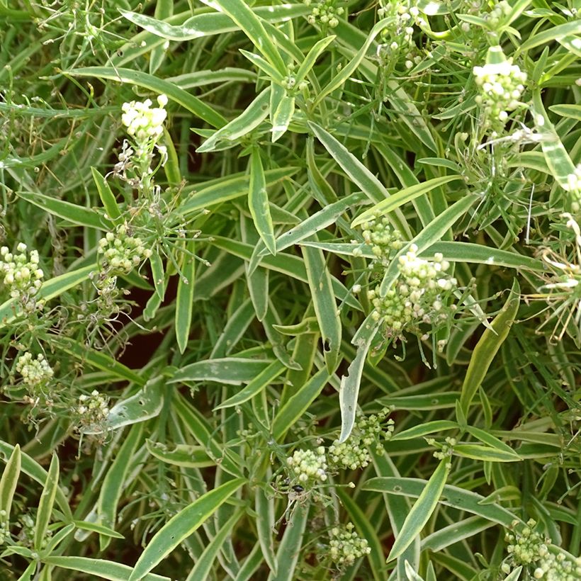 Lobularia Primavera Princess - Alysse odorant (Floraison)