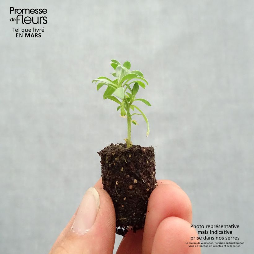 Spécimen de Lobularia Princess in Purple - Alysse odorant Mini-motte Ø 1,5/2,5 cm, Livré en plant vert de 5 à 10 cm de hauteur tel que livré au printemps