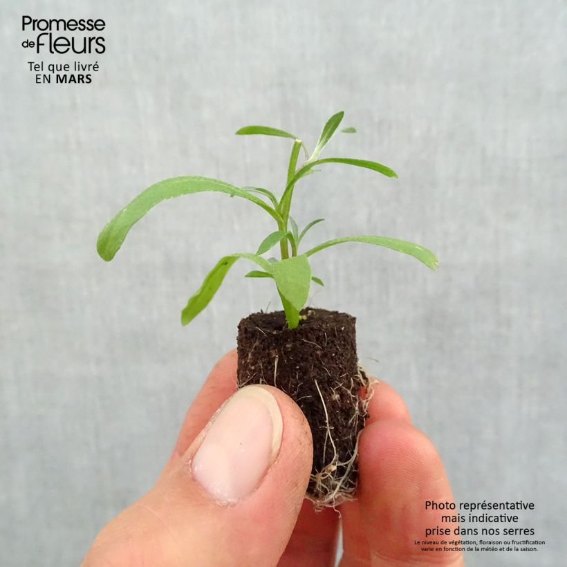 Spécimen de Lobularia Snow Princess - Alysse odorant Mini-motte Ø 1,5/2,5 cm, Plant vert de 5 à 10 cm de haut tel que livré au printemps