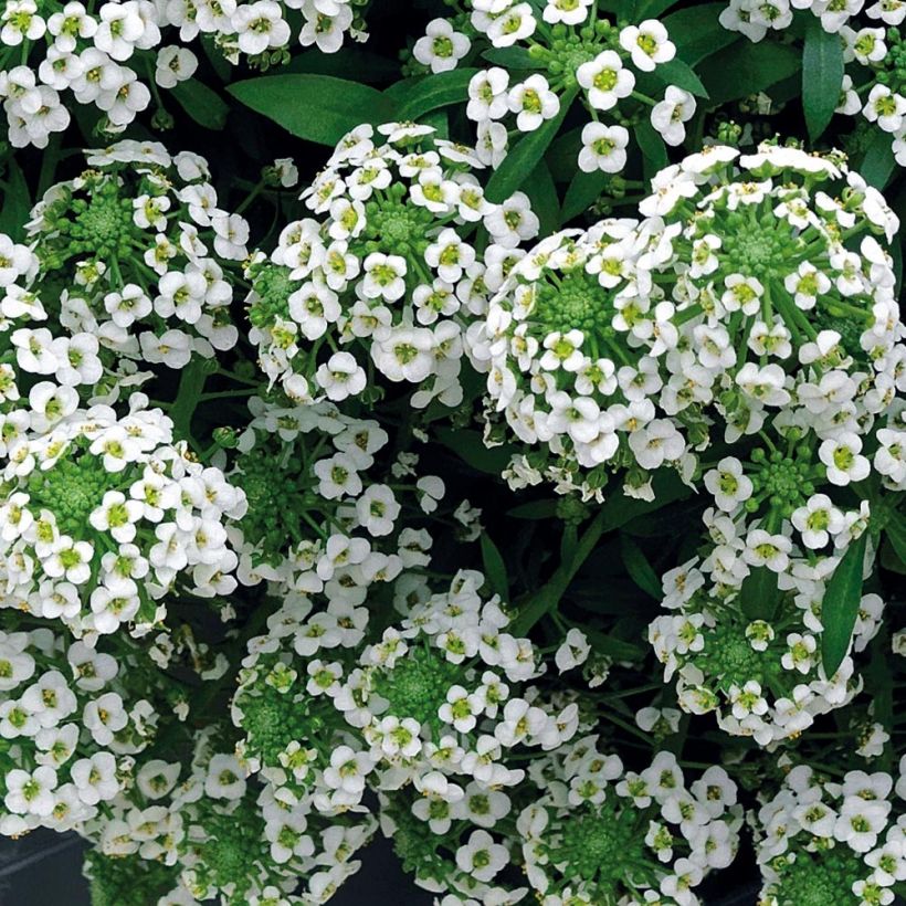 Alysse Snow Crystals - Lobularia maritima (Flowering)