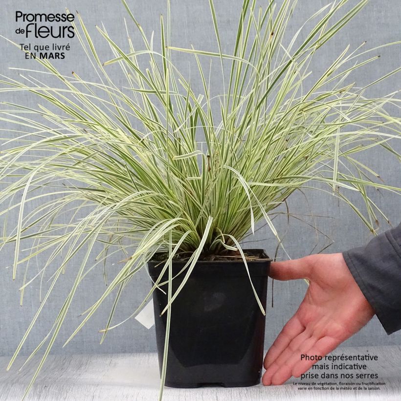 Spécimen de Lomandra White Sands Pot de 2L/3L tel que livré au printemps