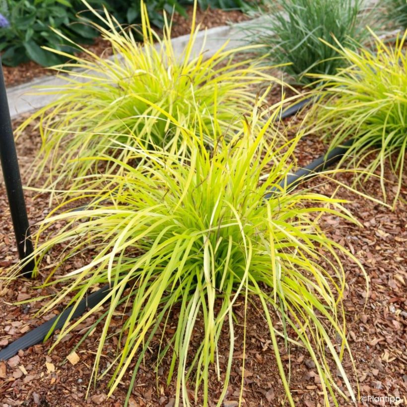 Lomandra longifolia Miner's Gold (Port)