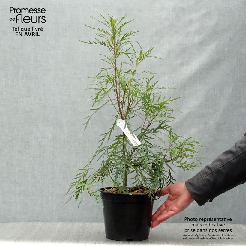 Spécimen de Lomatia silaifolia - Buisson frisé ou fougère persil Pot de 3L/4L tel que livré au printemps
