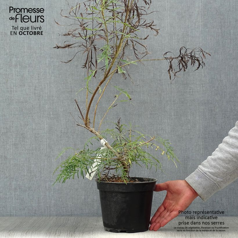 Spécimen de Lomatia silaifolia - Buisson frisé ou fougère persil Pot de 3L/4L tel que livré en automne