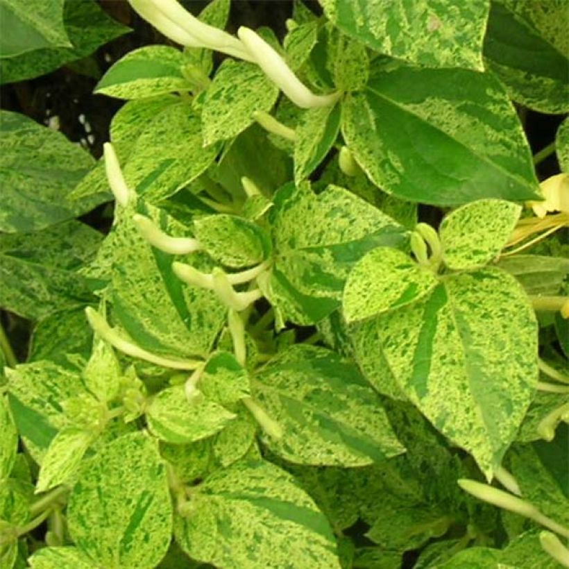Chèvrefeuille - Lonicera Japonica Mint Crisp (Foliage)