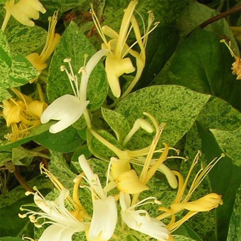 Chèvrefeuille - Lonicera Japonica Mint Crisp (Flowering)
