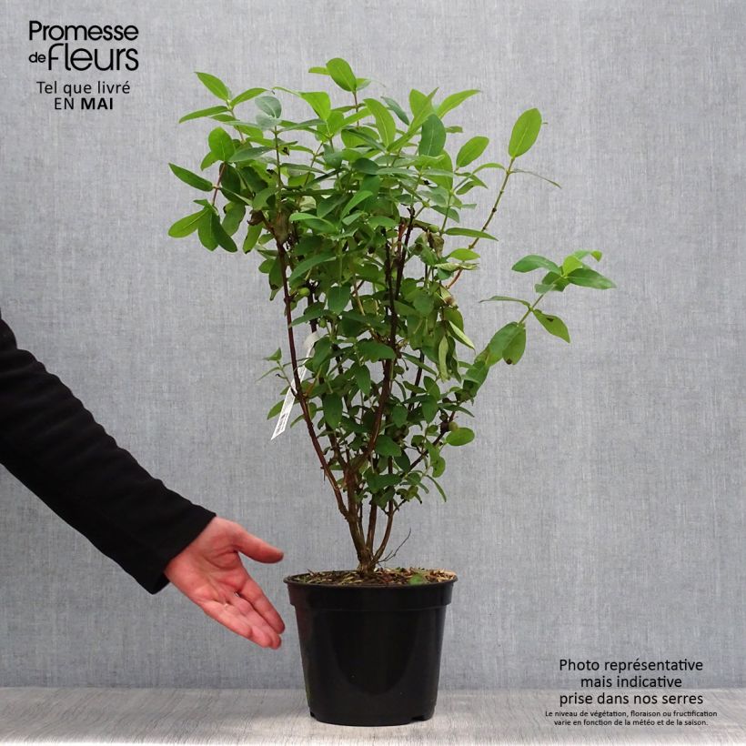 Example of Lonicera caerulea Boreal Beauty - camérisier bleu Pot de 3L/4L as you get in printemps