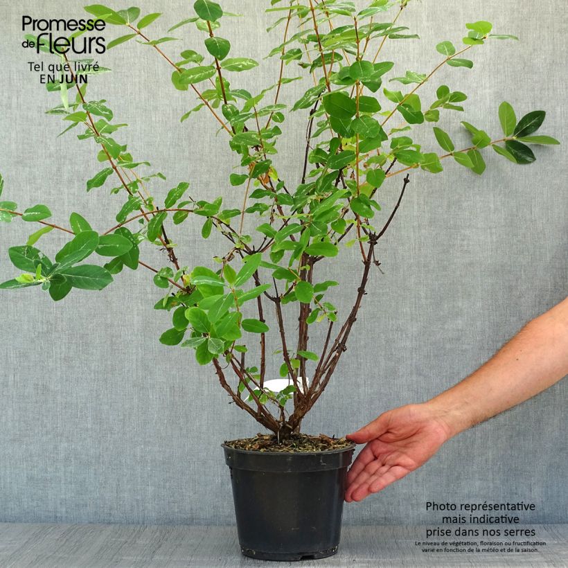 Spécimen de Lonicera caerulea Strawberry Sensation - Camérisier bleu Pot de 3L/4L tel que livré en été