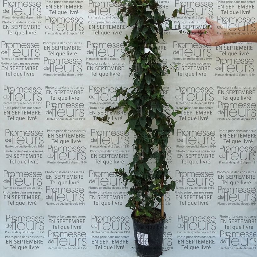 Example of Lonicera japonica Pink Aperitif - Chèvrefeuille du Japon Pot de 3L/4L as you get