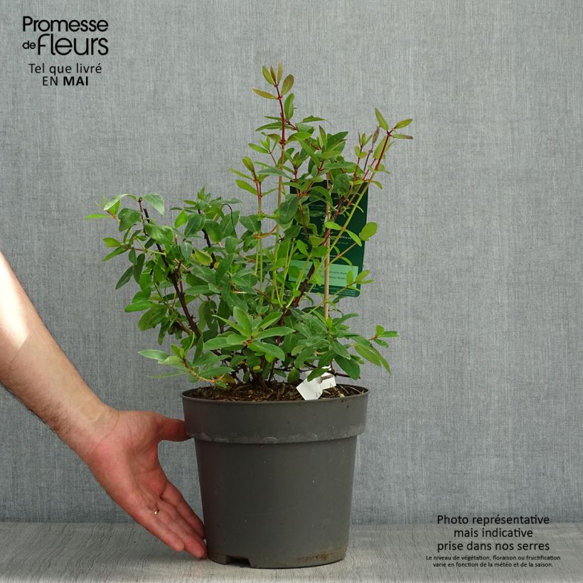 Example of Lonicera kamtschatica Kalinka - Baie de mai Pot de 1,5L/2L as you get in printemps