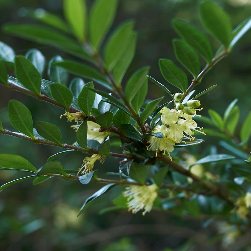 Lonicera nitida - Chèvrefeuille à feuilles de buis  (Flowering)