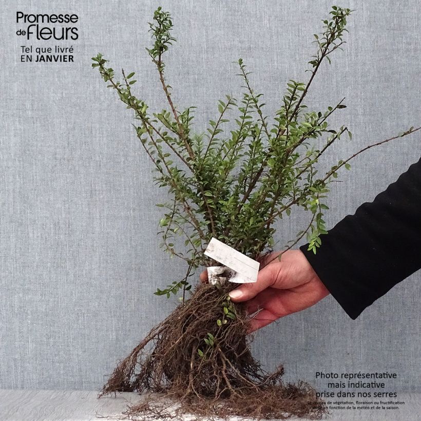 Spécimen de Lonicera nitida Elegant - Chèvrefeuille à feuille de Buis Racines nues tel que livré en hiver