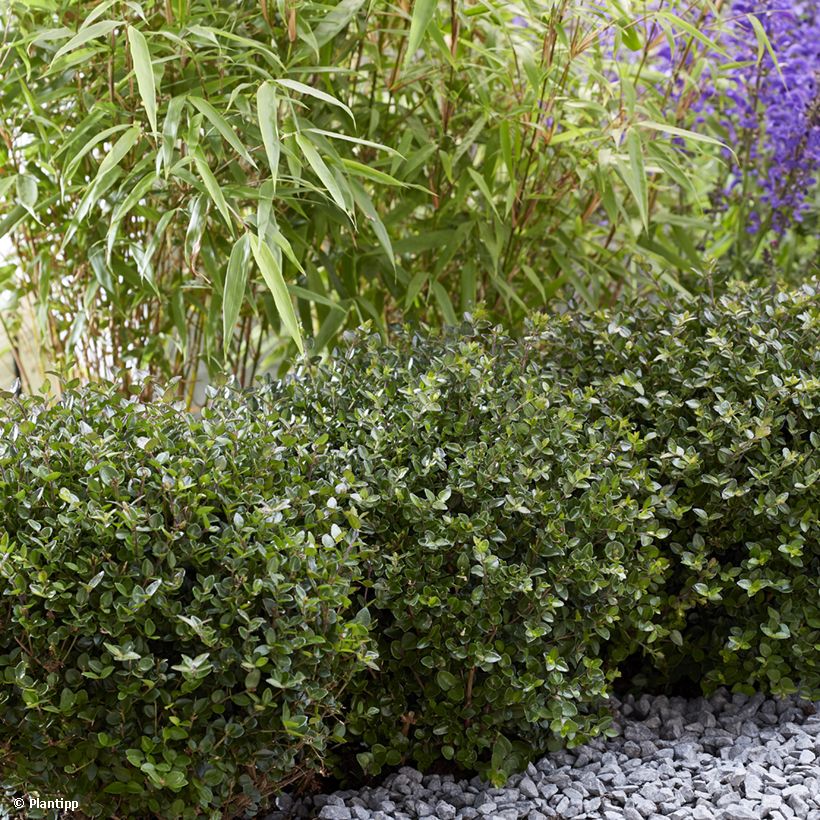 Lonicera nitida Garden Clouds Copper Glow - Chèvrefeuille arbustif (Port)