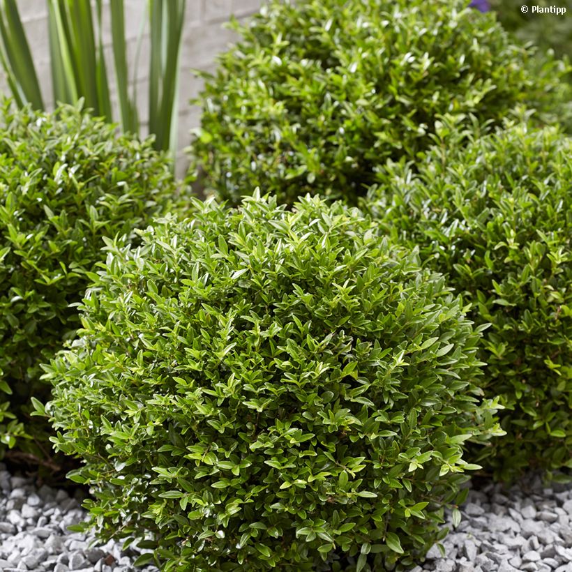 Lonicera nitida Garden Clouds Green Breeze - Chèvrefeuille arbustif (Port)
