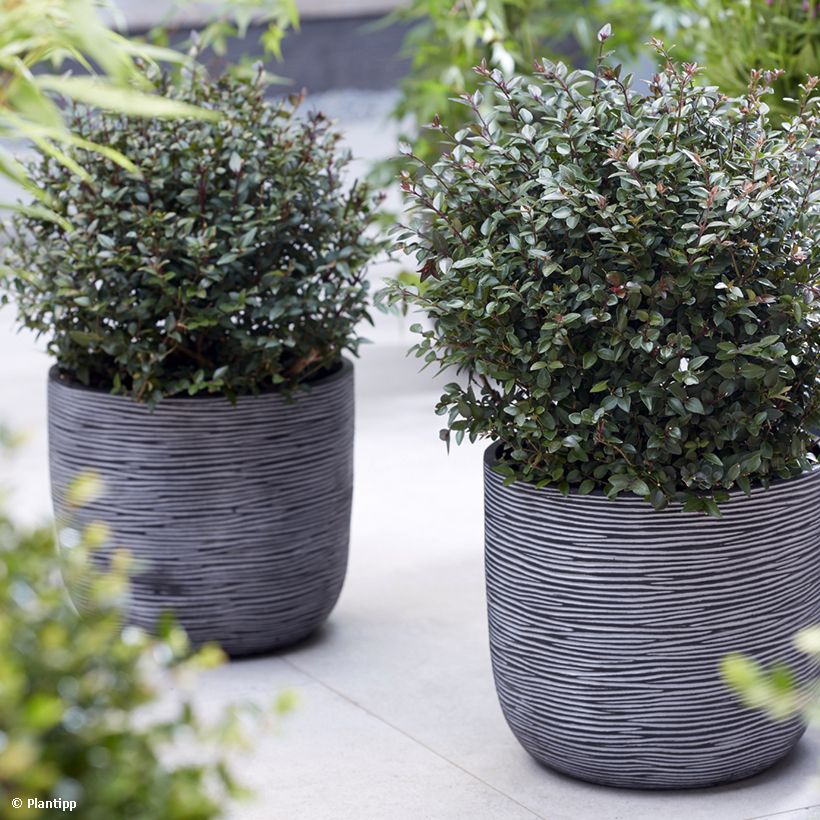 Lonicera nitida Garden Clouds Purple Storm - Chèvrefeuille arbustif (Plant habit)