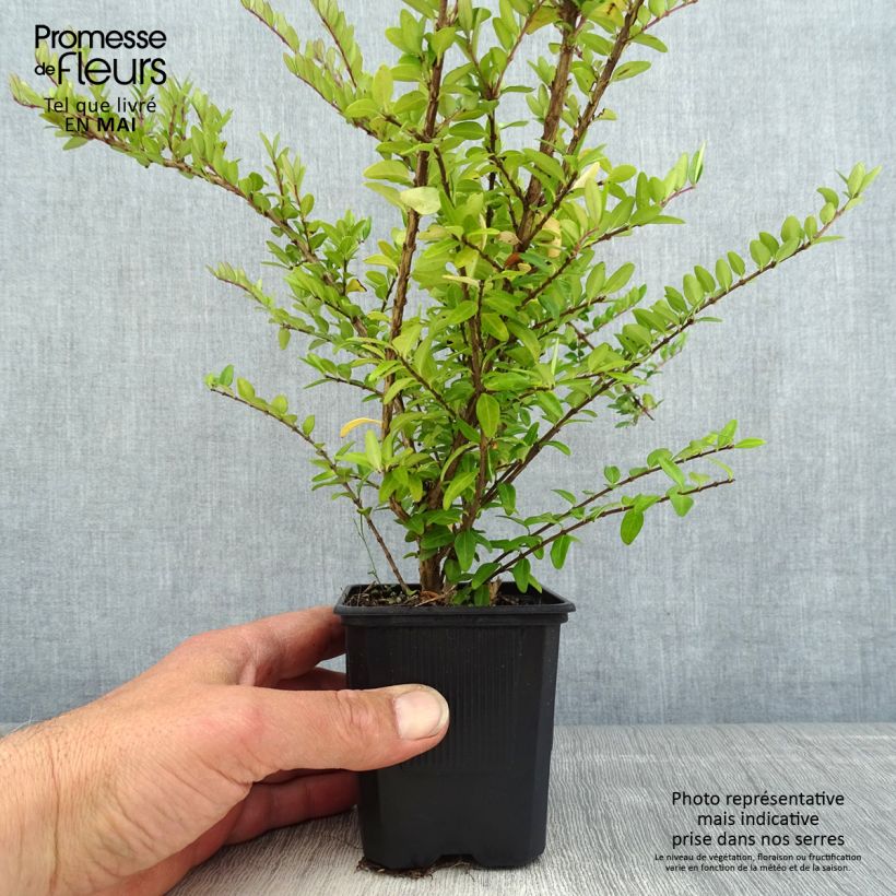 Spécimen de Lonicera nitida Hohenheimer Findling - Chèvrefeuille arbustif Godet de 8/9 cm tel que livré au printemps