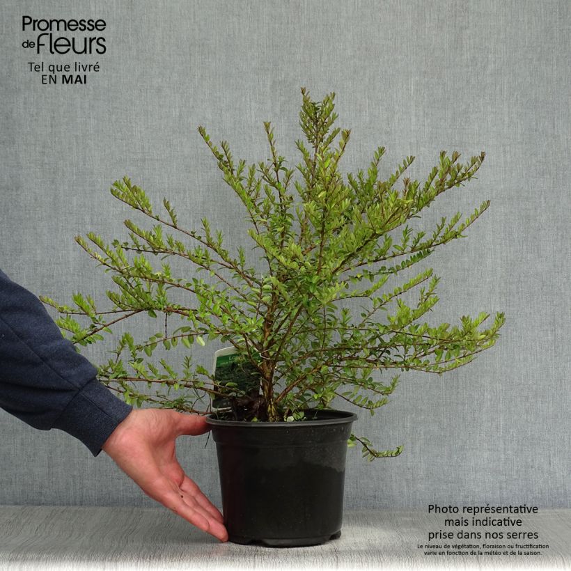 Spécimen de Lonicera nitida Hohenheimer Findling - Chèvrefeuille arbustif Pot de 1L/1,5L tel que livré au printemps