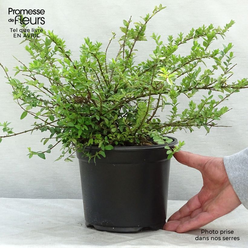 Example of Lonicera nitida Maigrün - Chèvrefeuille arbustif Pot de 1L/1,5L as you get in printemps