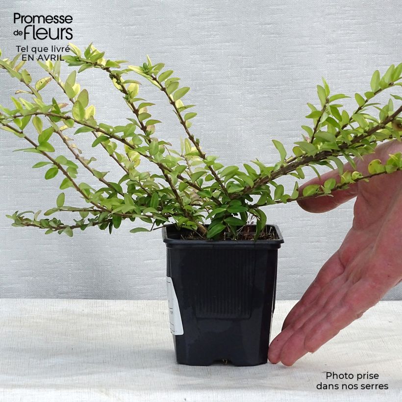 Example of Lonicera nitida Maigrün - Chèvrefeuille arbustif Godet de 8/9 cm as you get in printemps