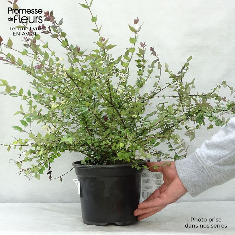 Spécimen de Lonicera nitida Red Tips - Chèvrefeuille à feuilles de buis. Pot de 2L/3L tel que livré au printemps