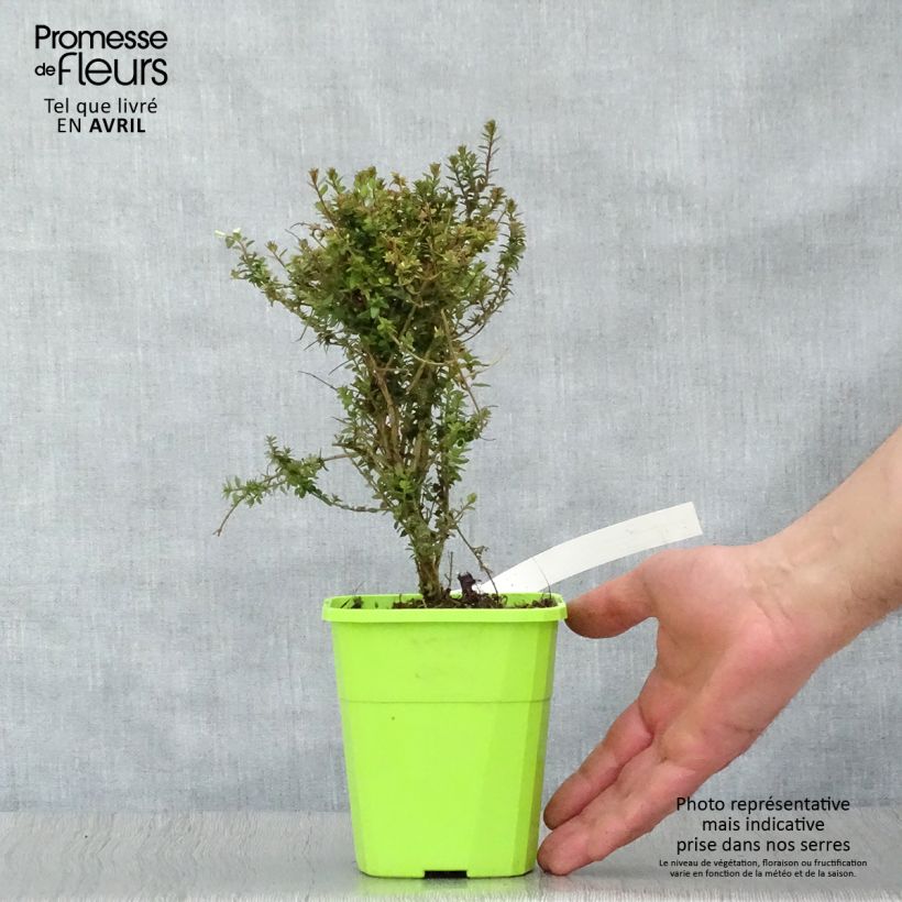 Spécimen de Lonicera nitida Scoop - Chèvrefeuille à feuilles de buis Pot de 1L/1,5L tel que livré au printemps