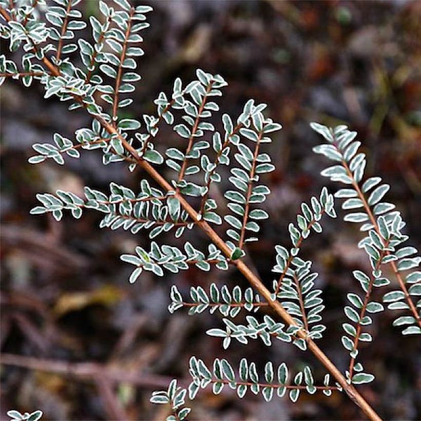 Lonicera nitida Silver Beauty - Chèvrefeuille nain arbustif (Foliage)