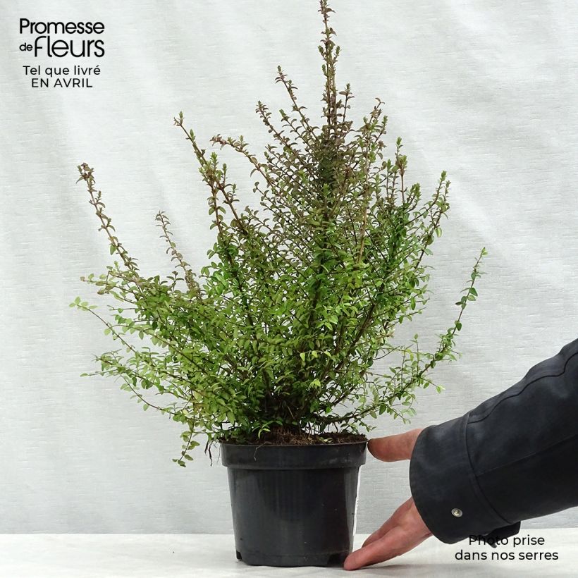 Example of Lonicera nitida - Chèvrefeuille à feuilles de buis  Pot de 1L/1,5L as you get in printemps