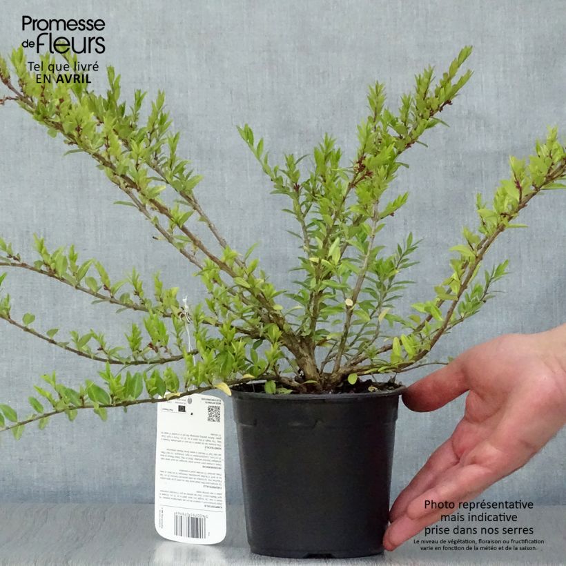 Spécimen de Lonicera pileata - Chèvrefeuille à cupule Pot de 1L/1,5L tel que livré au printemps