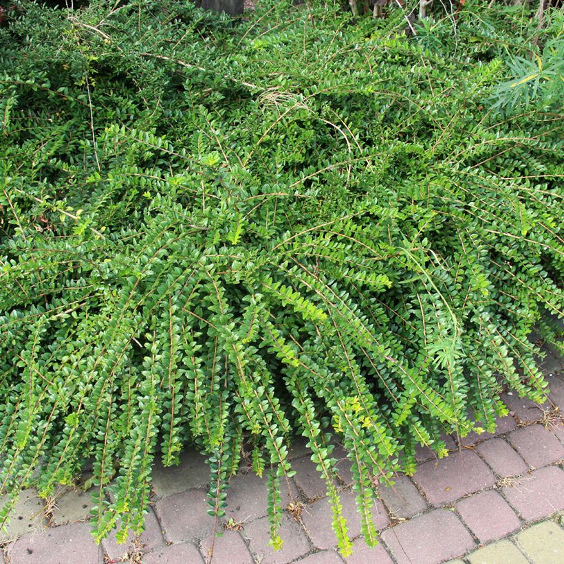 Lonicera pileata - Chèvrefeuille à cupule (Port)