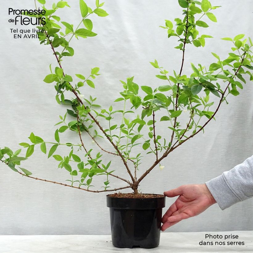 Spécimen de Lonicera purpusii Winter Beauty - Chèvrefeuille d'hiver parfumé  Pot de 2L/3L tel que livré au printemps