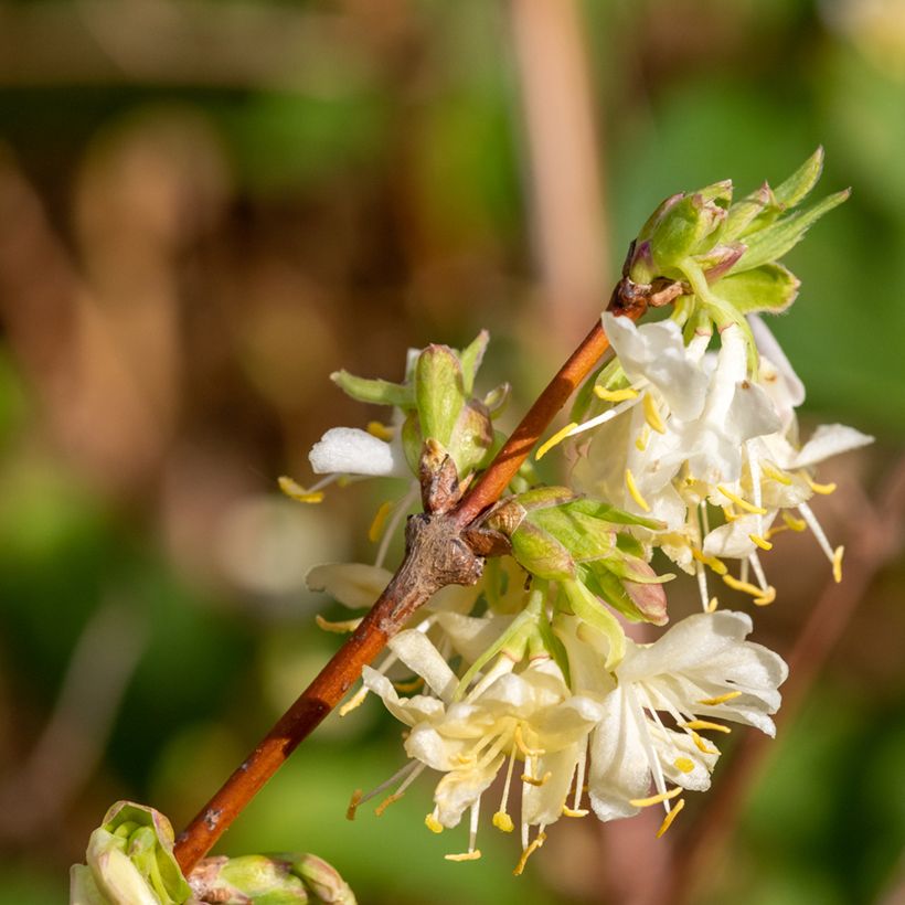 Lonicera purpusii Winter Beauty - Chèvrefeuille d'hiver parfumé  (Floraison)