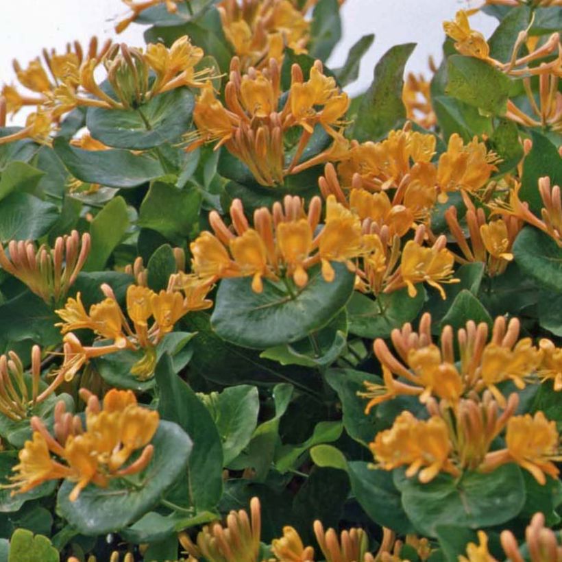 Chèvrefeuille de Tellman - Lonicera tellmaniana (Plant habit)