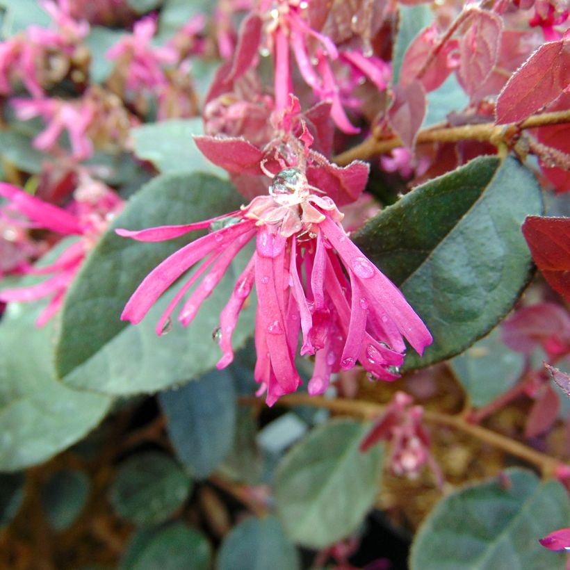 Loropetalum chinense Fire dance (Flowering)