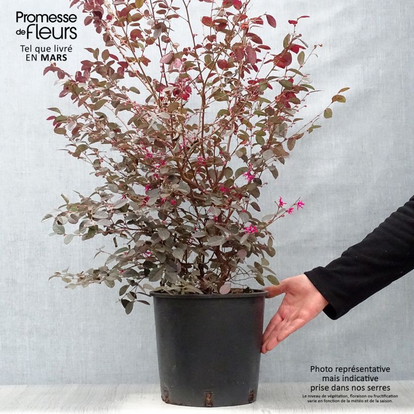 Example of Loropetalum chinense Fire dance Pot de 7,5L/10L as you get in printemps