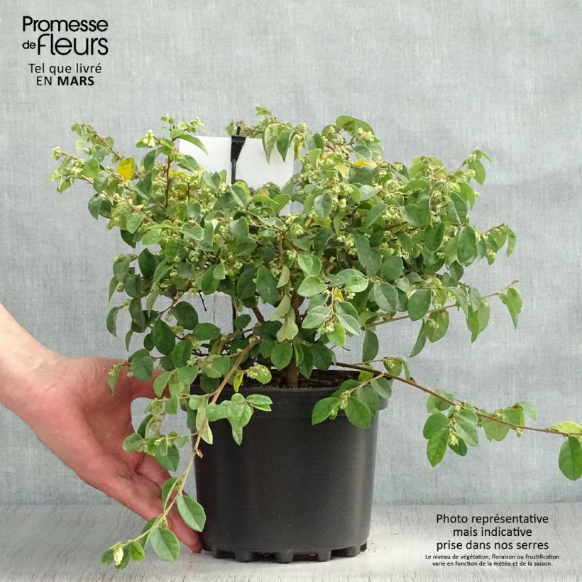 Spécimen de Loropetalum chinense Carolina Moonlight Pot de 2L/3L tel que livré au printemps