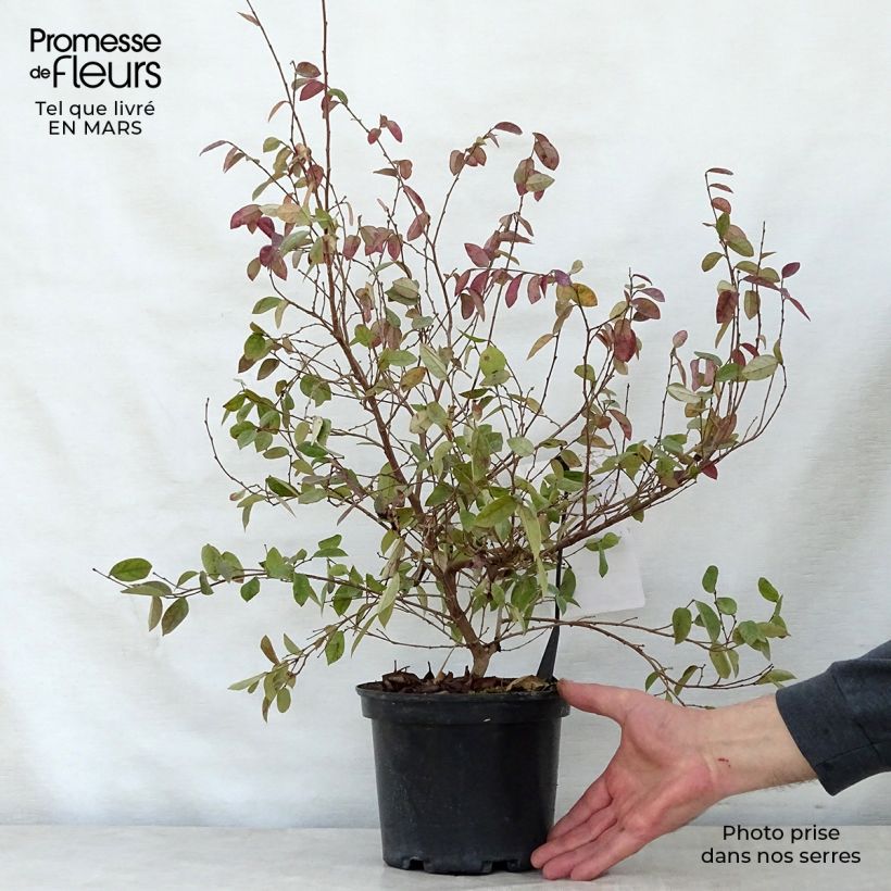 Example of Loropetalum chinense Fire dance Pot de 3L/4L as you get in printemps
