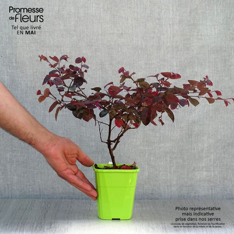 Spécimen de Loropetalum chinense Plum Gorgeous Pot de 2L/3L tel que livré au printemps