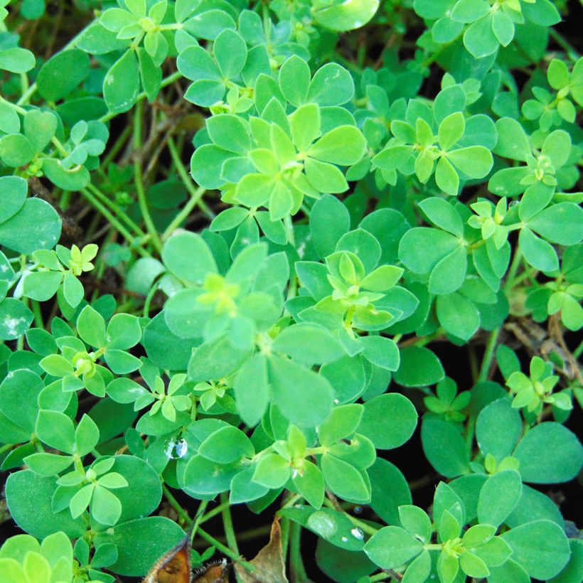 Lotus corniculatus Plenus - Lotier commun à fleurs doubles (Feuillage)