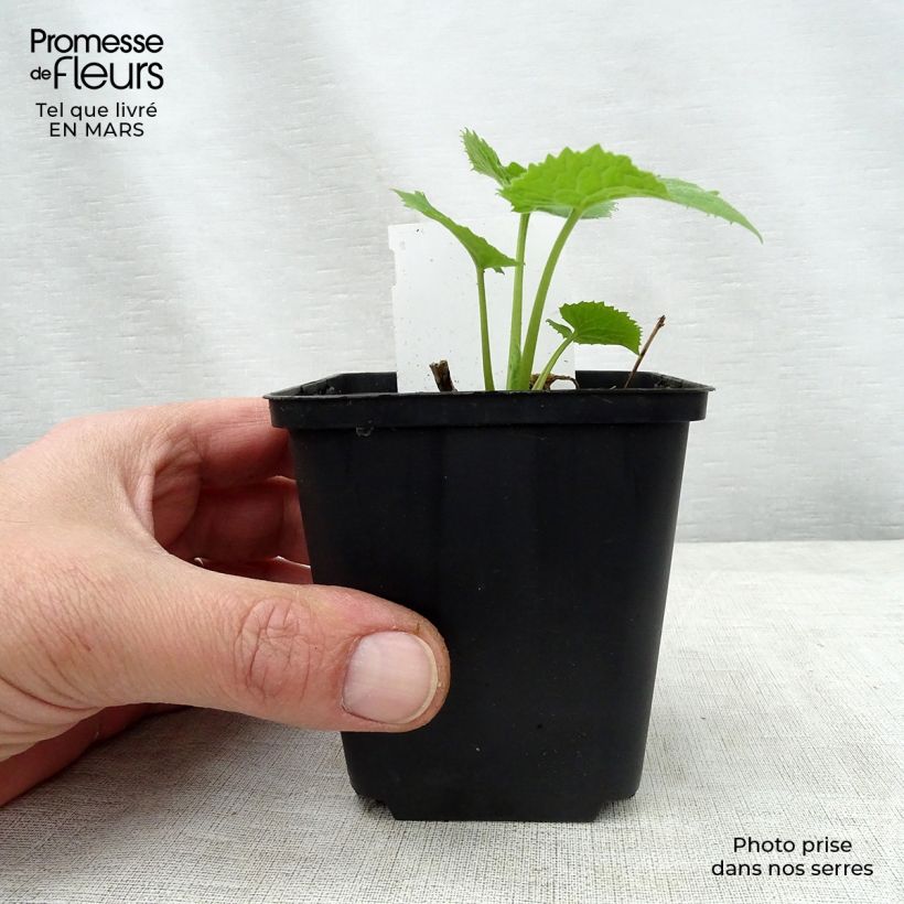 Example of Lunaire vivace - Lunaria rediviva Godet de 8/9 cm as you get in printemps