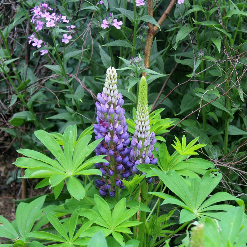 Lupin Gallery Blue (Flowering)