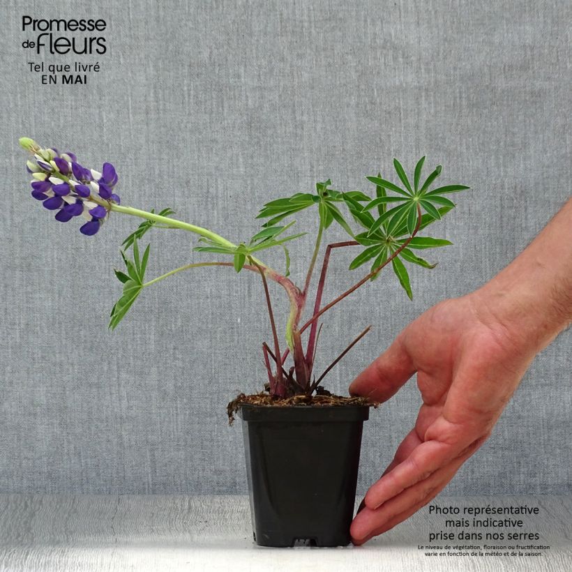 Example of Lupin Gallery Blue Godet de 8/9 cm as you get in printemps