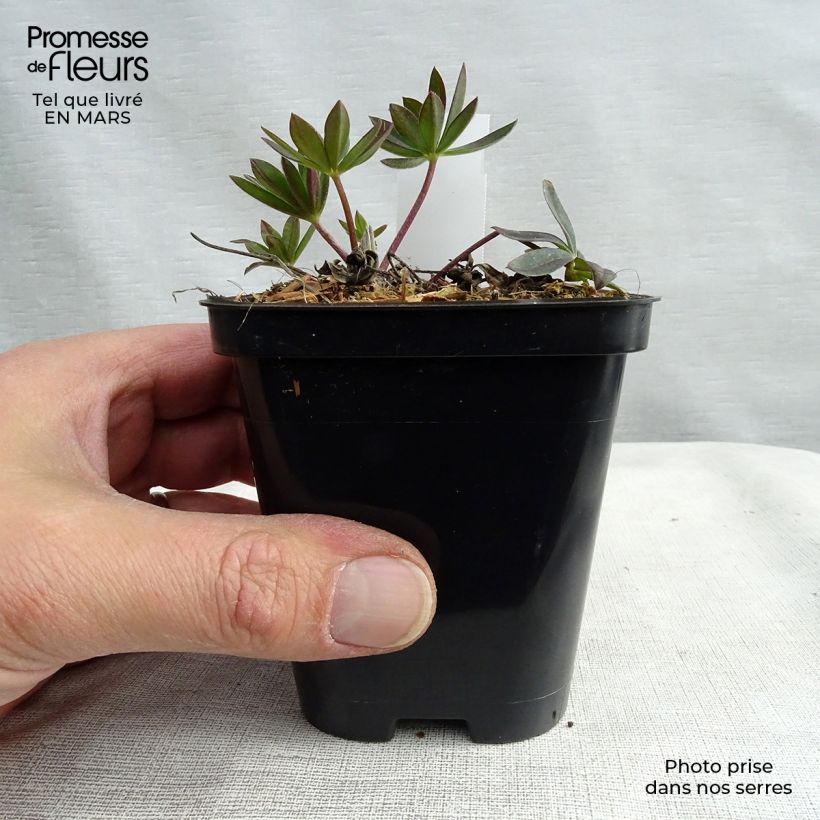 Spécimen de Lupin Gallery Red Godet de 8/9 cm tel que livré au printemps