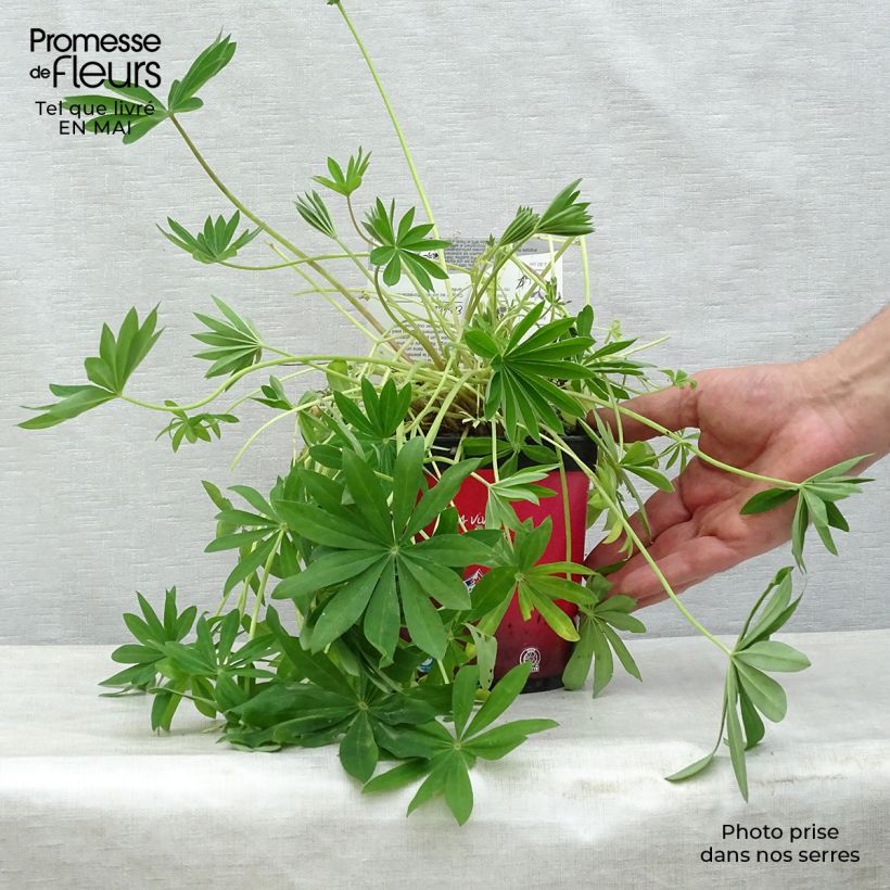 Spécimen de Lupin Gallery Red Pot de 2L/3L tel que livré au printemps