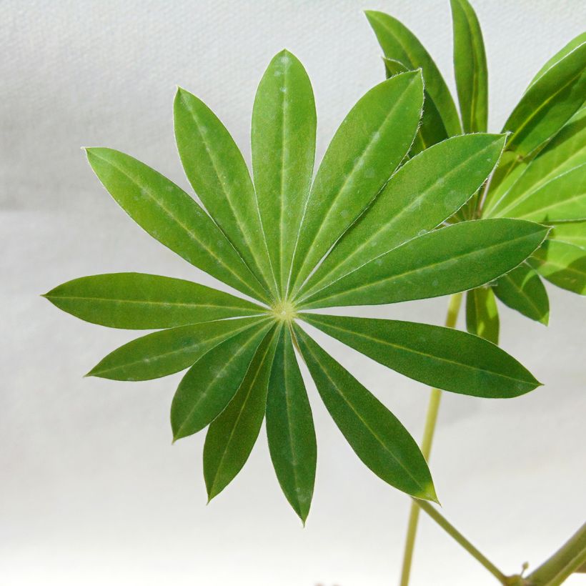 Lupin Gallery White (Foliage)